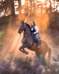 steigendes Pferd in den Sonnenstrahlen der Abendsonne in der Heide