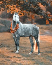 Schimmel Wallach mit Herbstkranz im Herbst