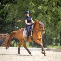 Reiterin auf Fuchs Wallach im Galopp auf dem Reitplatz in der Mittagssonne