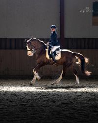 Bunter Fuchs Wallach im Galopp in Halle im Rampenlicht mit Dressur Reiter