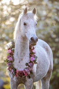 Araber Schimmel Wallach mit Blumenkranz in der Abendsonne