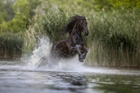Ein schwarzes Pferd springt durch flaches Wasser, umgeben von hohen Gräsern.