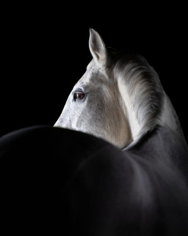 Weißes Pferd mit glänzendem Fell und sanftem Blick vor dunklem Hintergrund.