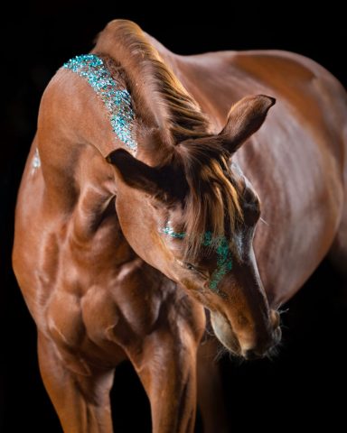 Braunes Pferd mit blau-grünen Markierungen, das den Kopf zur Seite neigt.