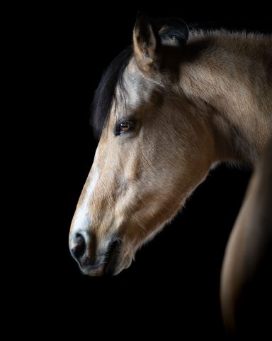Profil eines braunen Pferdes vor schwarzem Hintergrund.