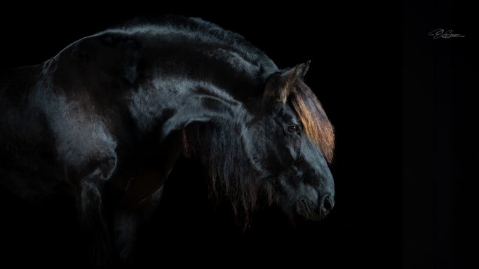 Schwarzes Pferd mit glänzendem Fell und auffälliger Mähne vor dunklem Hintergrund.