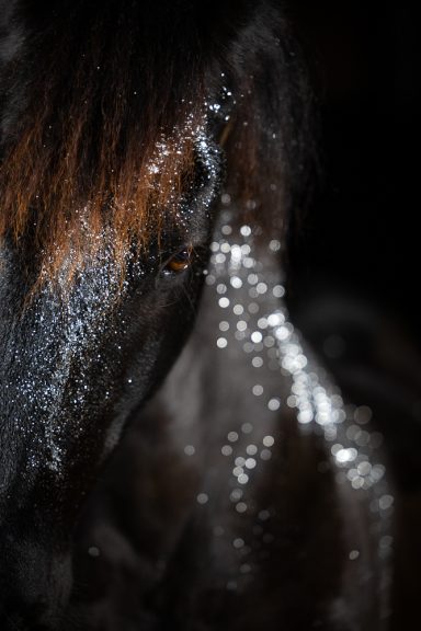 Ein Pferd mit schimmerndem, nassem Fell und glitzerndem Wasser auf dem Körper.
