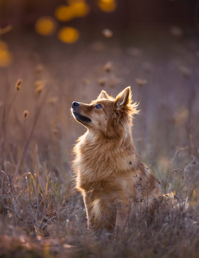 Hund in der Wiese Ein goldfarbener Hund sitzt in der Natur und schaut nach oben.