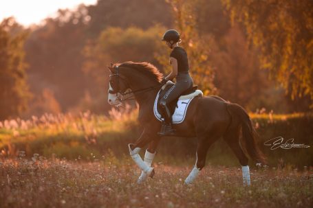 Reiter in dunkler Kleidung auf einem Pferd, umgeben von einer blühenden Wiese im Abendlicht.