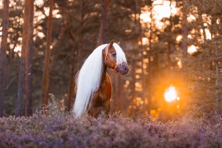 Ein Pferd mit langem, weißem Fell steht im Sonnenuntergang zwischen lila Blumen.