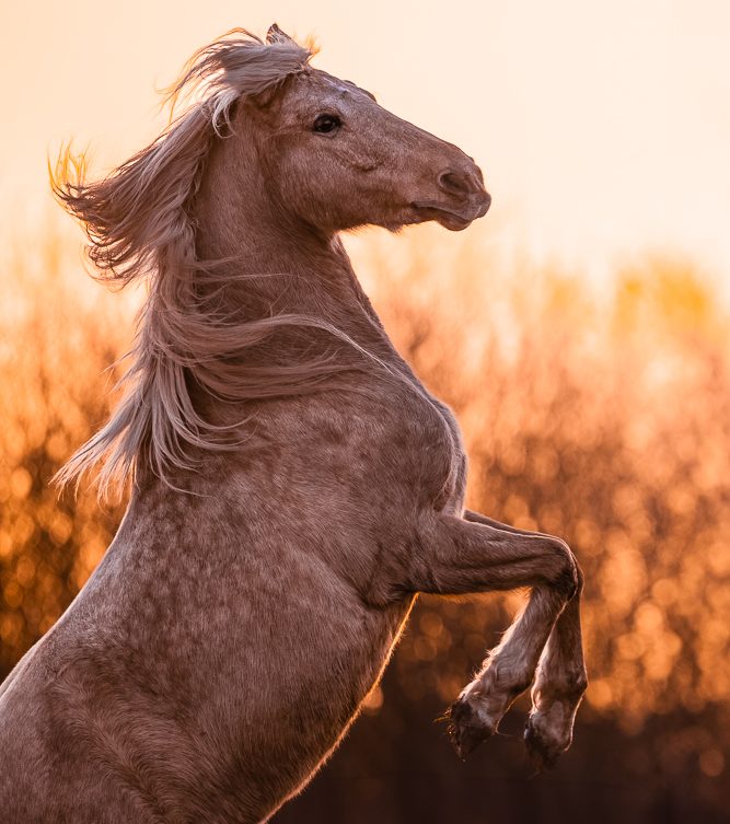 Steigendes Pferd Steigendes Pferd in einer schönen Sonnenuntergangslandschaft.
