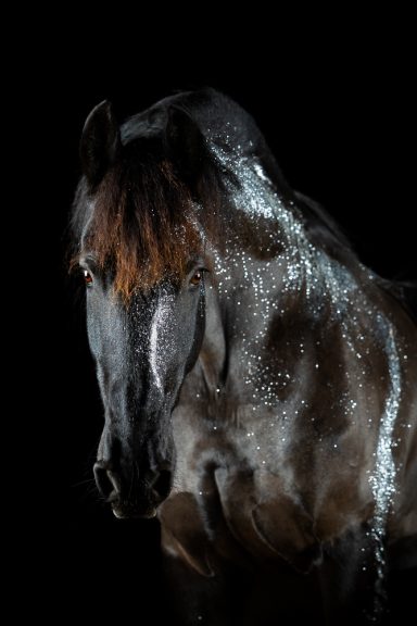 Dunkles Pferd mit feuchtem Fell, das seitlich mit gesenktem Kopf steht.